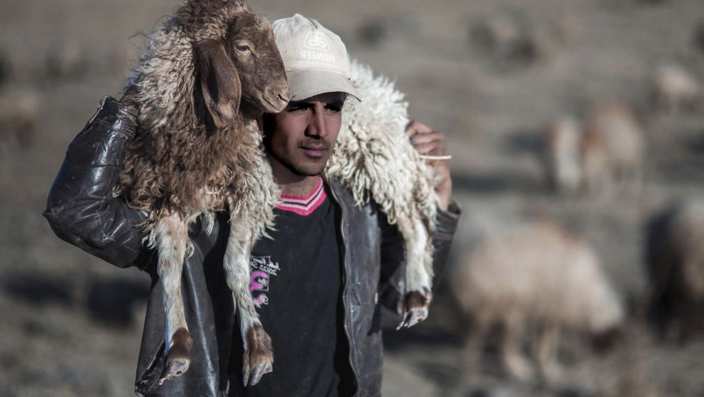 A man carrying a sheep on his shoulders.
